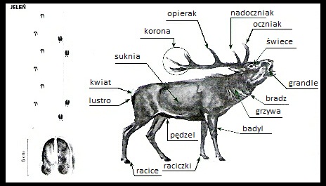 jeleń słownik 